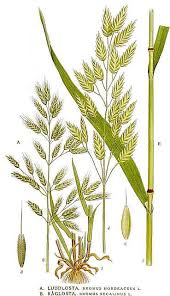 Attēlu rezultāti vaicājumam “Bromus secalinus”