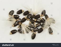 Attēlu rezultāti vaicājumam “Silybum marianum fruit”