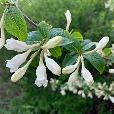 Attēlu rezultāti vaicājumam “Weigela praecox”