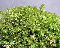 Attēlu rezultāti vaicājumam “Plagiomnium cuspidatum sporophyte”