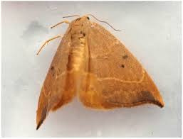 Attēlu rezultāti vaicājumam “Watsonalla binaria”