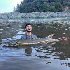 Image result for Acipenser medirostris