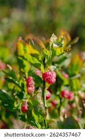 Attēlu rezultāti vaicājumam “Vaccinium myrtillus flower”