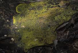 Attēlu rezultāti vaicājumam “Cribraria purpurea plasmodium”