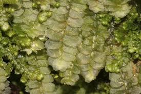 Attēlu rezultāti vaicājumam “Calypogeia neesiana”