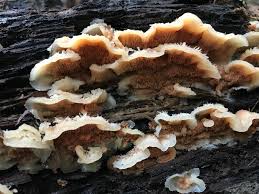 Attēlu rezultāti vaicājumam “Phlebia tremellosa”