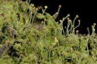 Attēlu rezultāti vaicājumam “Chaenotheca phaeocephala”