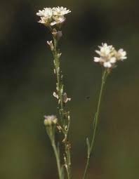 Attēlu rezultāti vaicājumam “Berteroa incana fruit”