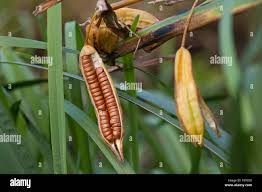 Attēlu rezultāti vaicājumam “Iris pseudacorus fruit”