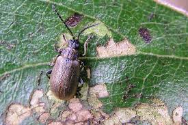 Attēlu rezultāti vaicājumam “Lochmaea caprea”