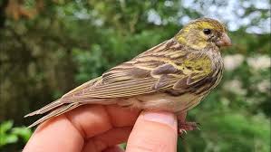 Image result for Serinus serinus