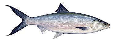 Image result for Chanos chanos