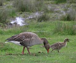 Attēlu rezultāti vaicājumam “Anser anser adult”