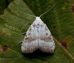 Attēlu rezultāti vaicājumam “Nola aerugula”