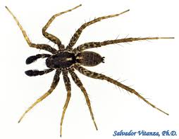 Attēlu rezultāti vaicājumam “Lycosidae”