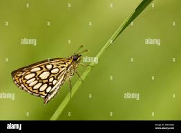 Attēlu rezultāti vaicājumam “Heteropterus morpheus”