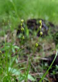 Attēlu rezultāti vaicājumam “Carex disperma”