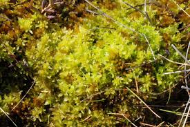 Attēlu rezultāti vaicājumam “Sphagnum tenellum”