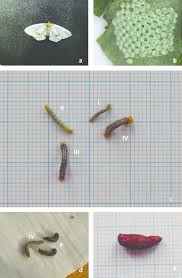 Attēlu rezultāti vaicājumam “Abraxas sylvata larva”