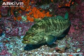 Image result for Mycteroperca olfax