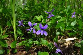 Attēlu rezultāti vaicājumam “Viola uliginosa leaf”