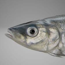 Image result for Coregonus lavaretus