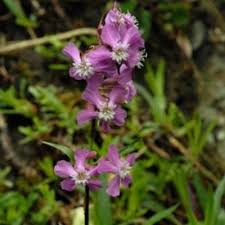 Attēlu rezultāti vaicājumam “Silene x arkwrightii Vesuvius flower”