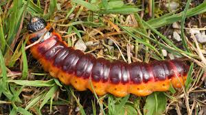 Attēlu rezultāti vaicājumam “Cossus cossus larva”