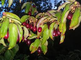 Attēlu rezultāti vaicājumam “Cornus mas”