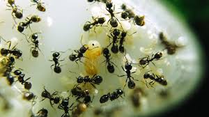 Attēlu rezultāti vaicājumam “Potosia cuprea imago”