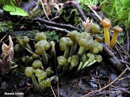 Attēlu rezultāti vaicājumam “Leotia lubrica”