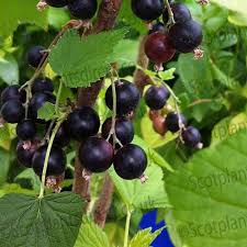 Attēlu rezultāti vaicājumam “Ribes nigrum leaf”