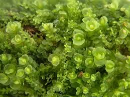 Attēlu rezultāti vaicājumam “Jungermannia hyalina”