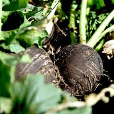 Attēlu rezultāti vaicājumam “Raphanus sativus”