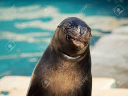 Image result for Zalophus californianus