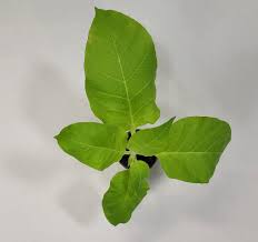 Attēlu rezultāti vaicājumam “Nicotiana tabacum leaf”