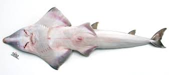 Image result for Rhynchobatus australiae