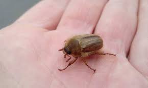 Attēlu rezultāti vaicājumam “Amphimallon solstitiale”