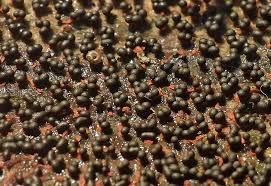 Attēlu rezultāti vaicājumam “Physarum psittacinum spores”