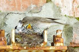Attēlu rezultāti vaicājumam “Muscicapa striata nest”