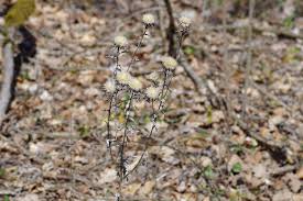 Attēlu rezultāti vaicājumam “Carlina biebersteinii bud”