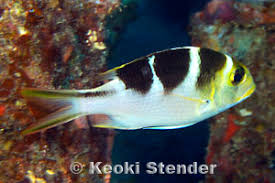 Image result for Monotaxis grandoculis