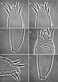 Attēlu rezultāti vaicājumam “Eriophyes tiliae”