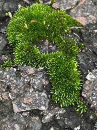 Attēlu rezultāti vaicājumam “Bryum funkii cells”
