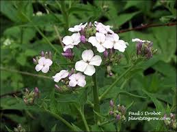 Attēlu rezultāti vaicājumam “Hesperis matronalis leaf”