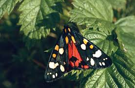 Attēlu rezultāti vaicājumam “Callimorpha dominula”