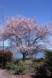 Attēlu rezultāti vaicājumam “Prunus (plum-tree)”