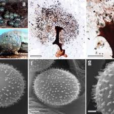 Attēlu rezultāti vaicājumam “Lamproderma pseudomaculatum macro”