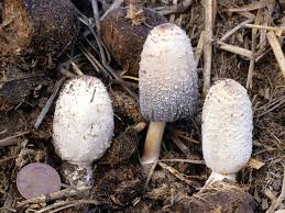 Image result for coprinus