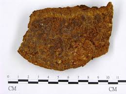 Attēlu rezultāti vaicājumam “Phellinus chrysoloma”